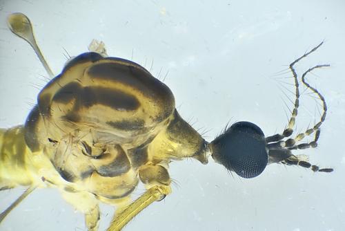 Réf. 353 509 : Limonia nubeculosa